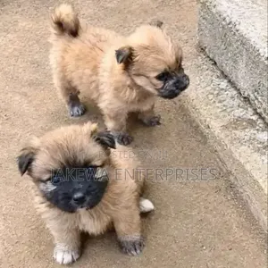 Female Purebred Havanese Puppy (1-3 Months)