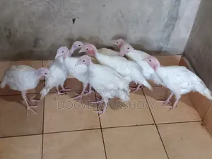 White Holland Turkey Poults
