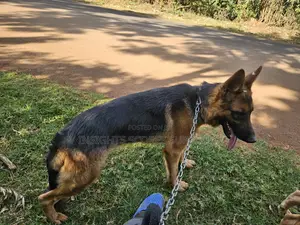 Purebred German Shepherd - 6-12 Months Female