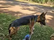 Purebred German Shepherd - 6-12 Months Female - 1