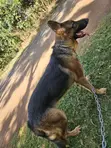 Purebred German Shepherd - 6-12 Months Female - 2