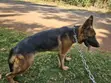Purebred German Shepherd - 6-12 Months Female - 3