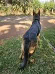 Purebred German Shepherd - 6-12 Months Female - 4