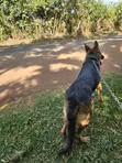 Purebred German Shepherd - 6-12 Months Female - 5