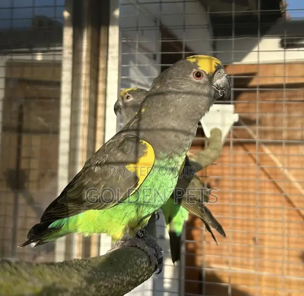 Meyer Parrots Available - 1