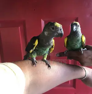 Meyer Parrots
