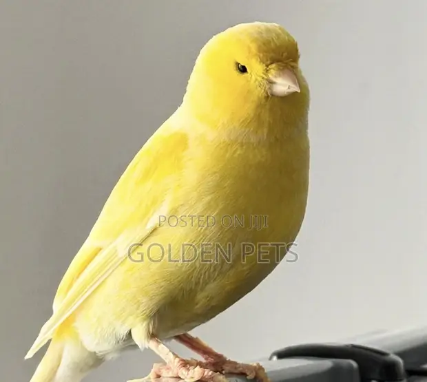 Ndege wa Kanari - 1