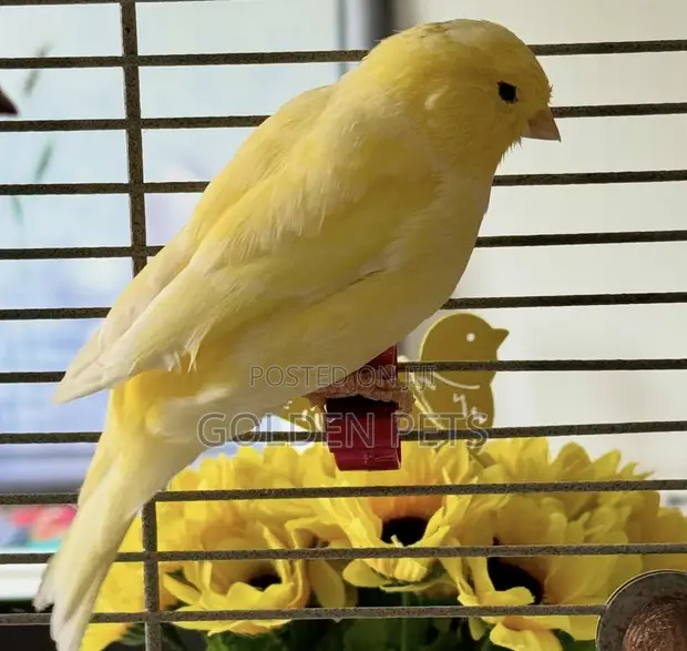 Gold Canaries (Female) - 1