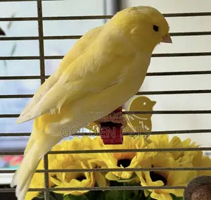 Kanari za Dhahabu (Jike)