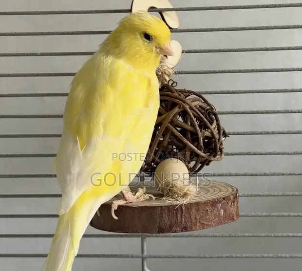 Canaries za Ubora Zilizoingizwa - 1