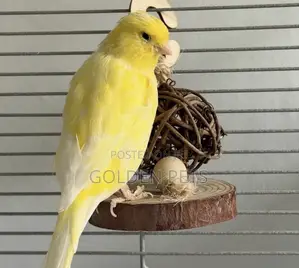 Canaries za Ubora Zilizoingizwa