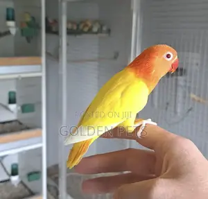 Lutino Lovebirds - Imported