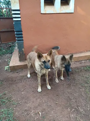 Male Border Collie Mix Puppy, 6-12 Months