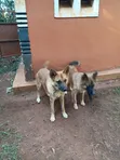 Male Border Collie Mix Puppy, 6-12 Months - 1