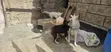 Purebred Siberian Husky Puppies (3-6 Months) - 1