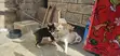 Purebred Siberian Husky Puppies (3-6 Months) - 2