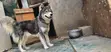 Purebred Siberian Husky Puppies (3-6 Months) - 4
