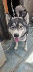 Purebred Siberian Husky Puppies (3-6 Months) - 5