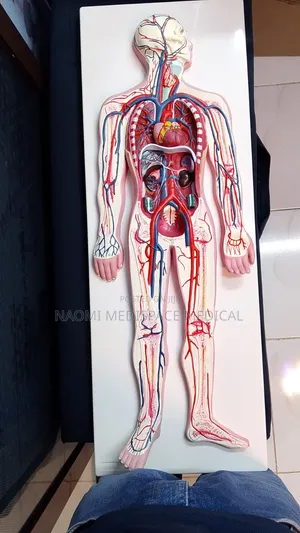 Circulatory System Training Model