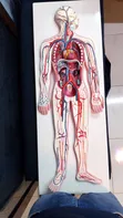 Circulatory System Training Model - 1