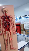 Circulatory System Training Model - 2