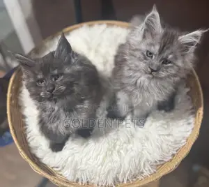 Purebred Maine Coon Kitten (1-3 Months)