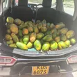 Mutua Farm Fresh Papayas - 2