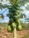 Mutua Farm Fresh Papayas - 5