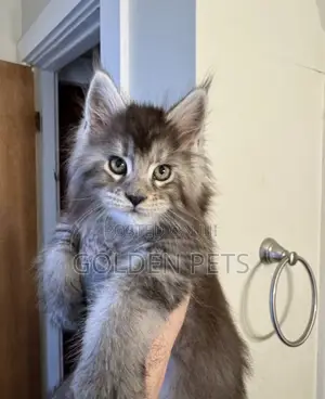 Purebred Maine Coon Kitten (1-3 Months)
