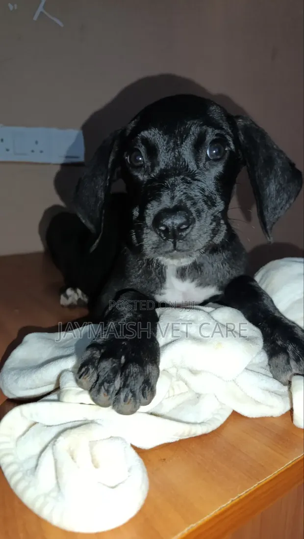 3-Month-Old Female Purebred Great Dane Puppy - 1