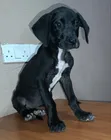 3-Month-Old Female Purebred Great Dane Puppy - 2