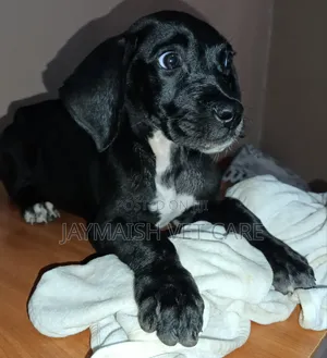 3-Month-Old Female Purebred Great Dane Puppy