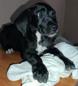 3-Month-Old Female Purebred Great Dane Puppy - 3