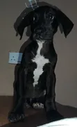 3-Month-Old Female Purebred Great Dane Puppy - 4