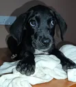 3-Month-Old Female Purebred Great Dane Puppy - 5