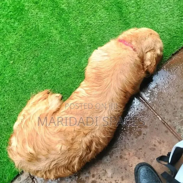 Pet Friendly Artificial Turf Grass - 25mm Pile - 1