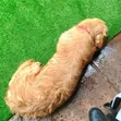 Pet Friendly Artificial Turf Grass - 25mm Pile - 1