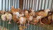 Kenbro F2 Chicks - 1 Month Old - 1