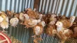 Kenbro F2 Chicks - 1 Month Old - 2