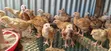 Kenbro F2 Chicks - 1 Month Old - 3
