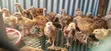 Kenbro F2 Chicks - 1 Month Old - 4