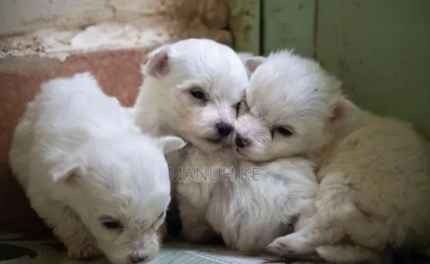 Male Mixed Breed Maltese Puppy, 1-3 Months - 1