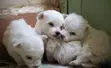 Mbwa Kiume Mchanganyiko wa Maltese, Miezi 1-3 - 1