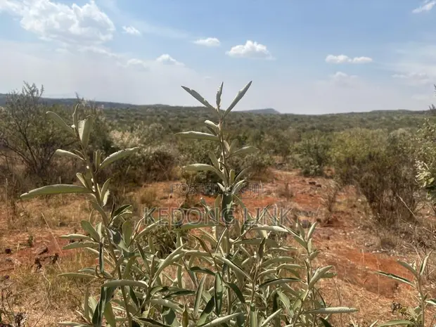 Ntashat / Kimuka 5-10 Acres for Sale - 1