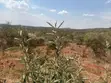 Ntashat / Kimuka 5-10 Acres for Sale - 1