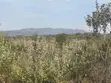 Ntashat / Kimuka 5-10 Acres for Sale - 2