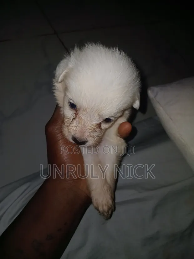 Male Japanese Spitz Puppy, 0-1 Month - 1