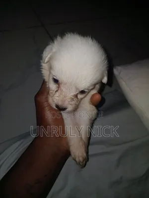 Mbwa wa Kiume wa Kijapani Spitz, 0-1 Mwezi
