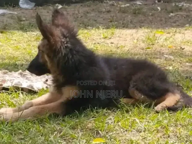 Purebred German Shepherd Puppy - 4 Months Female - 1