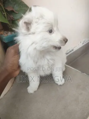Kikosi cha Kike cha Mchanganyiko wa Japanese Spitz (Miezi 1-3)